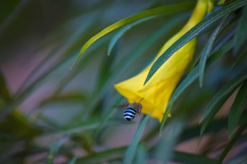  ¿Abejas azules en Australia? Científicos descubrieron esta nueva especie y es fascinante 
