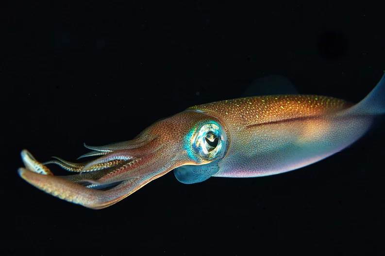  Conoce al extraño calamar fresa: sus ojos desconcertaron a los científicos por años 
