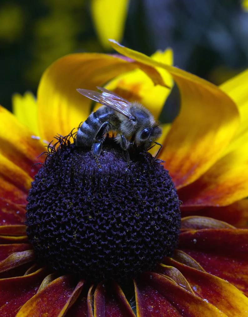  ¿Abejas azules en Australia? Científicos descubrieron esta nueva especie y es fascinante 