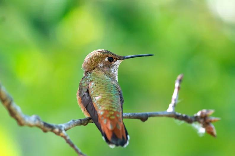  ¿Te ha visitado un colibrí? Significa que el alma de un ser amado te visitó (y otras leyendas) 