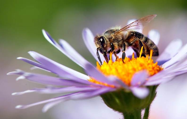  ¿Abejas azules en Australia? Científicos descubrieron esta nueva especie y es fascinante 