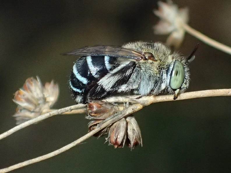  ¿Abejas azules en Australia? Científicos descubrieron esta nueva especie y es fascinante 