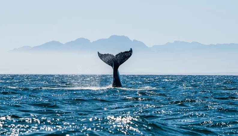  La curiosa razón por la que las ballenas están regresando a los polos: tenemos esperanza 