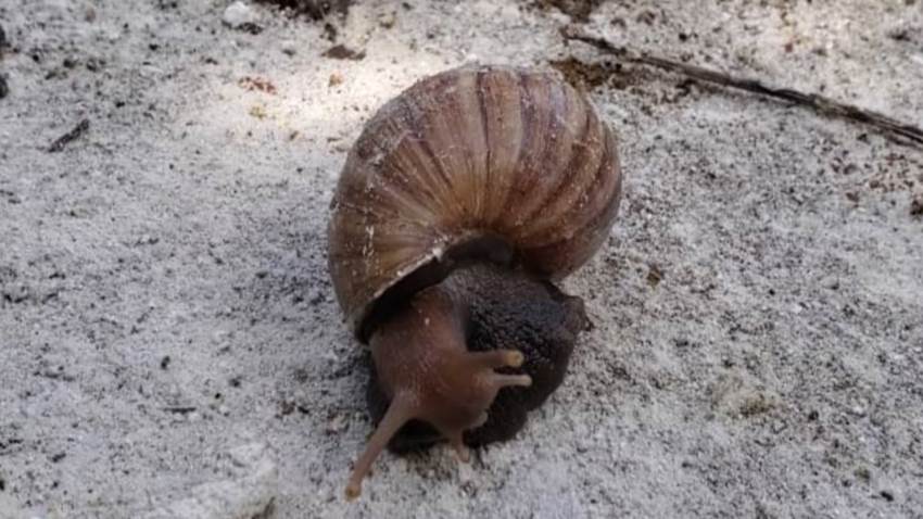 Tóxico caracol africano invade comunidades cercanas al Lago de Maracaibo en Venezuela