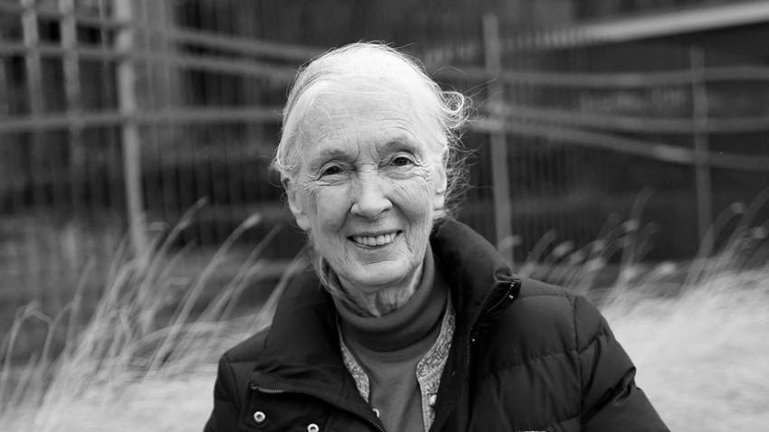 Muere Jane Goodall, experta en chimpancés y activista de los derechos de los animales, a los 91 años