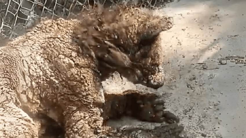 Mina, la osa viral por su estado crítico de salud en el zoológico La Pastora, es trasladada a una fundación en Hidalgo