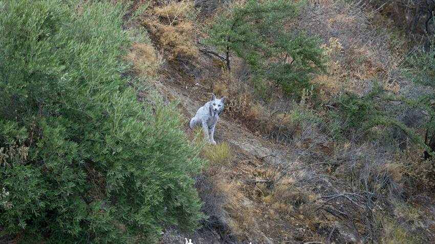 Un fotógrafo graba por primera vez a un lince ibérico blanco: el misterioso color de ‘Satureja’
