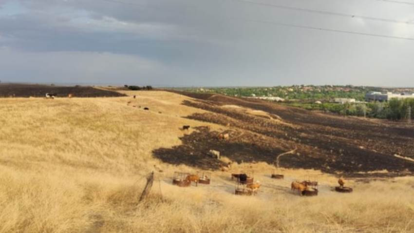 Las vacas y el árbol milagro de los incendios de Tres Cantos: la historia tras la foto viral