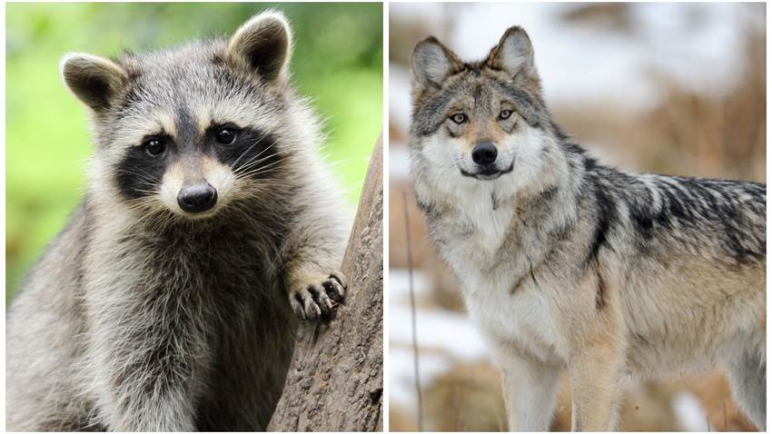 Los animales están creciendo sin control y es por nuestra culpa (te sorprenderá la razón)