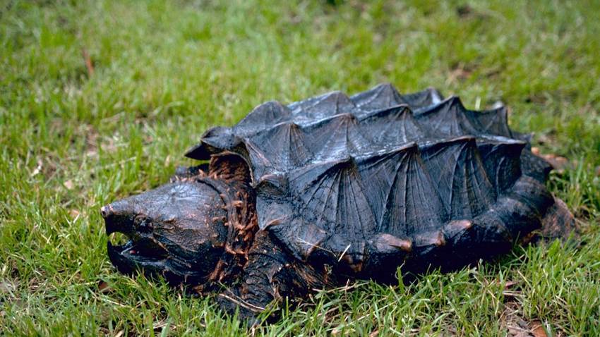 Una extraña tortuga que parece dinosaurio reapareció después de 30 años de creerse extinta