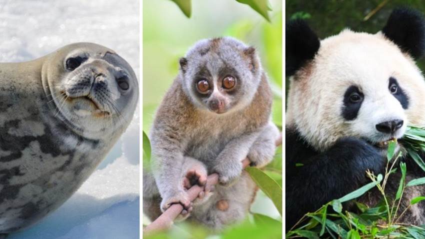 7 animales que son letales, aunque tengan linda apariencia: podrían matarte fácilmente
