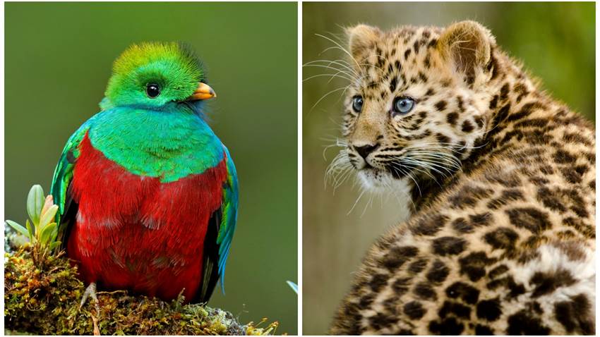 Los quetzales y otros increíbles animales que fueron salvados de la extinción por zoológicos
