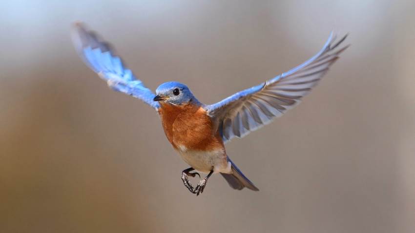 Los pájaros están desapareciendo y es nuestra culpa, según estudio