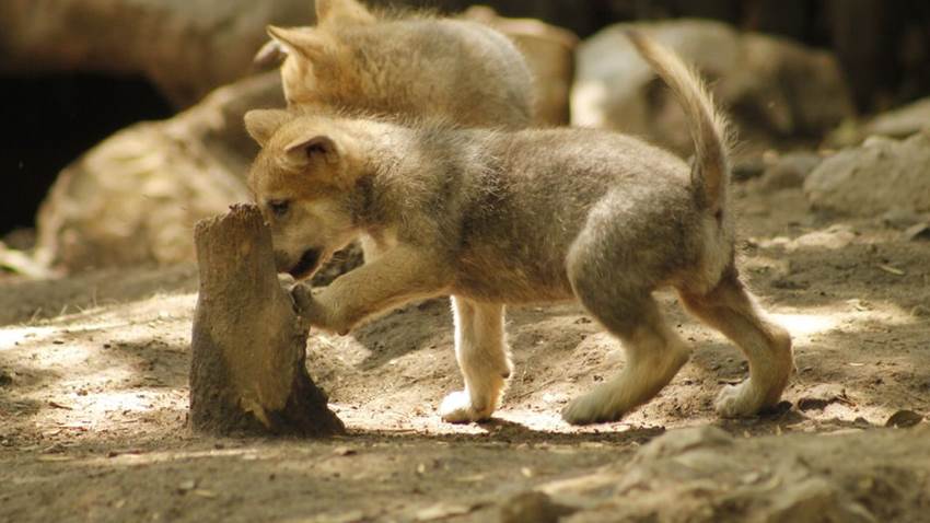 Nacieron cachorritos de lobo mexicano y están aprendiendo a aullar: son muy tiernos