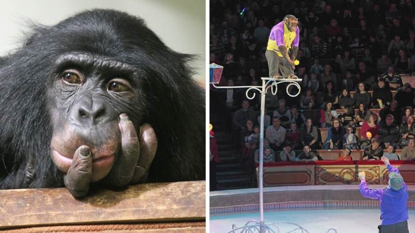 Los chimpancés de circo desarrollan enfermedades mentales: un estudio lo confirma