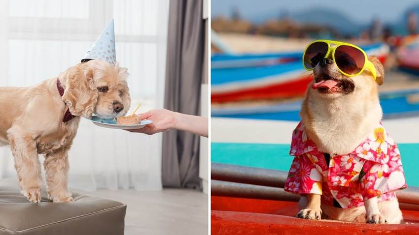 Si tratas a tu perro como humano podrías hacerle un gran daño, según expertos