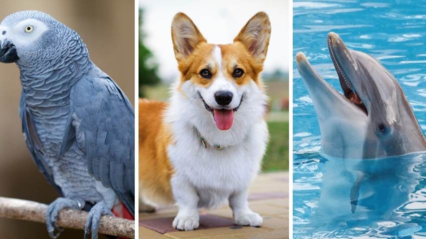 10 animales que son más listos de lo que pensabas: las cabras tienen buena memoria
