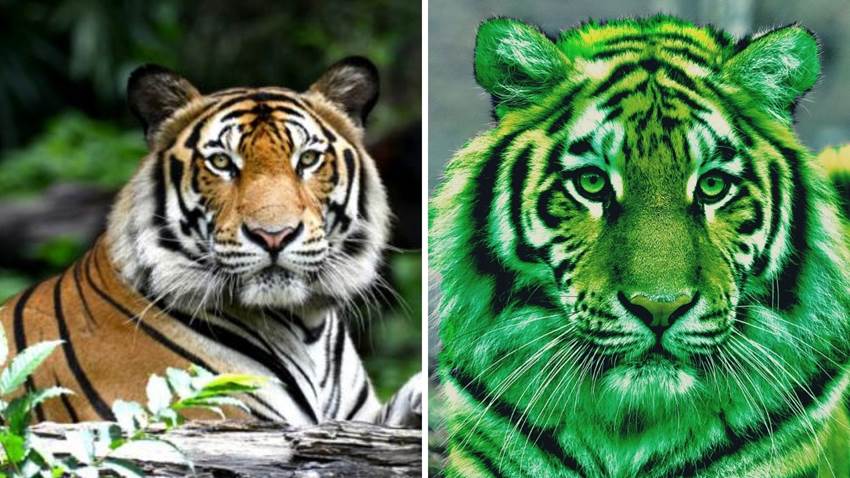 Los tigres no son naranjas; un estudio reveló que en realidad son verdes, la ciencia lo explica