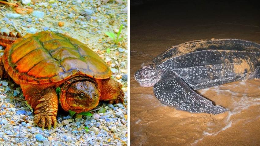 Las 6 tortugas más extrañas de mundo: una parece dinosaurio y podría matarte de una mordida