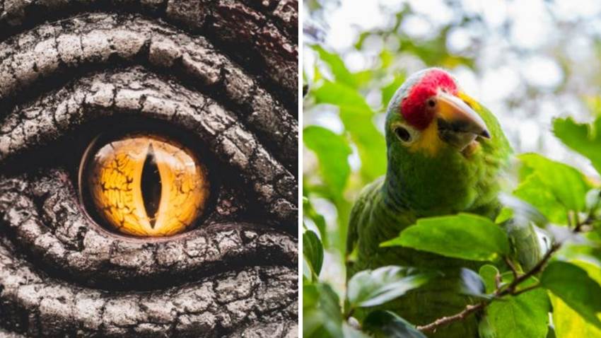 Descubrieron un dinosaurio que parece perico gigante: no es como te lo imaginas