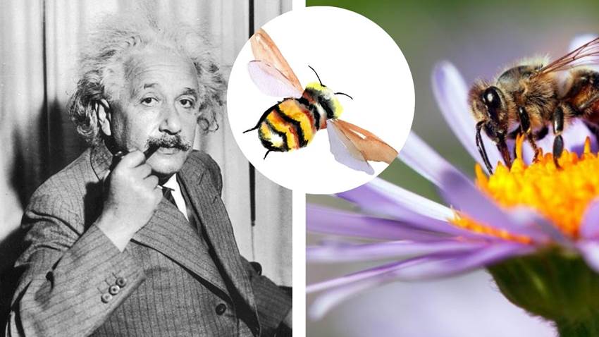 Albert Einstein predijo el ‘razonamiento’ en los animales: te explicamos con abejitas