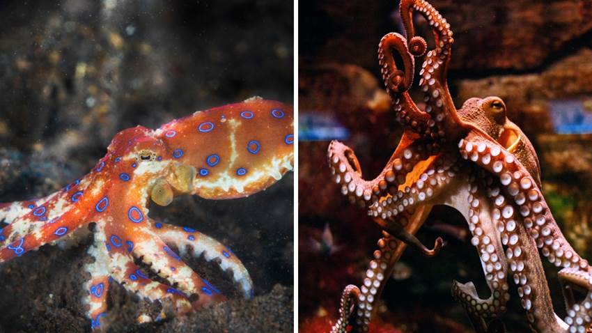 Una extraña criatura fue captada en Indonesia y el Internet no decide si es pulpo o alien