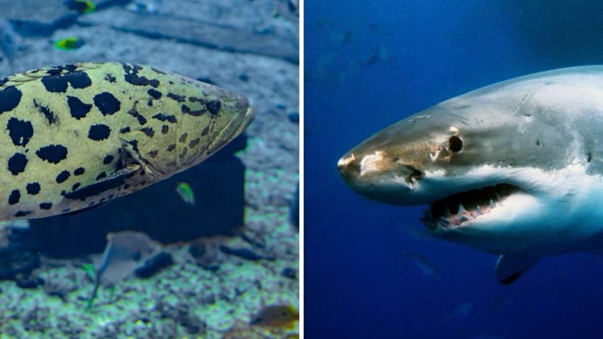 Conoce a Goliath, el pez que es tan grande como un tiburón y tiene fascinado al Internet