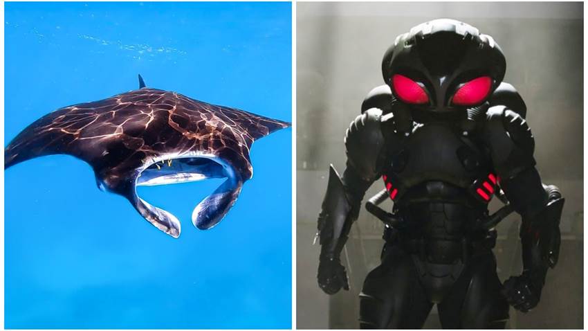 Encontraron al Black Mantha de la vida real y su tamaño es impactante