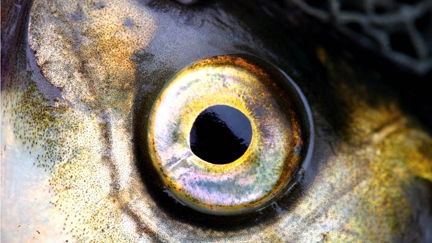 Hay una nueva especie animal que absorbe toda la luz que le llega (y no es un X-Men)