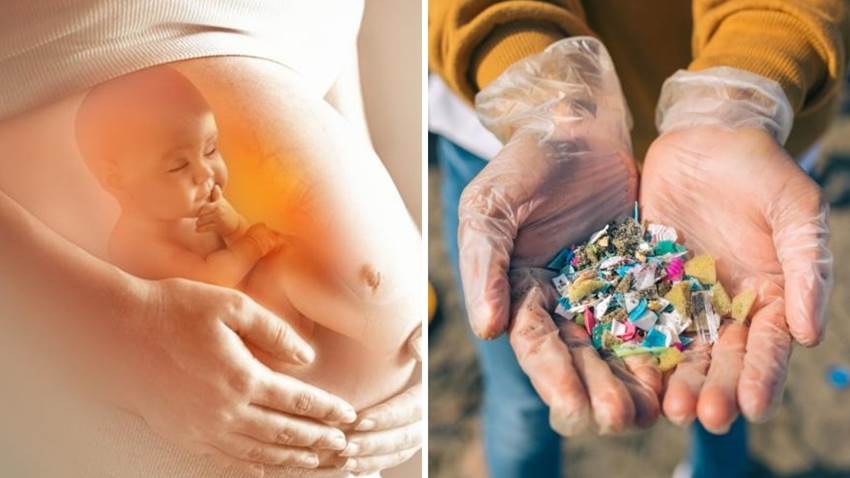 Detectaron plástico por primera vez en placentas: el hallazgo desconcertó a los científicos