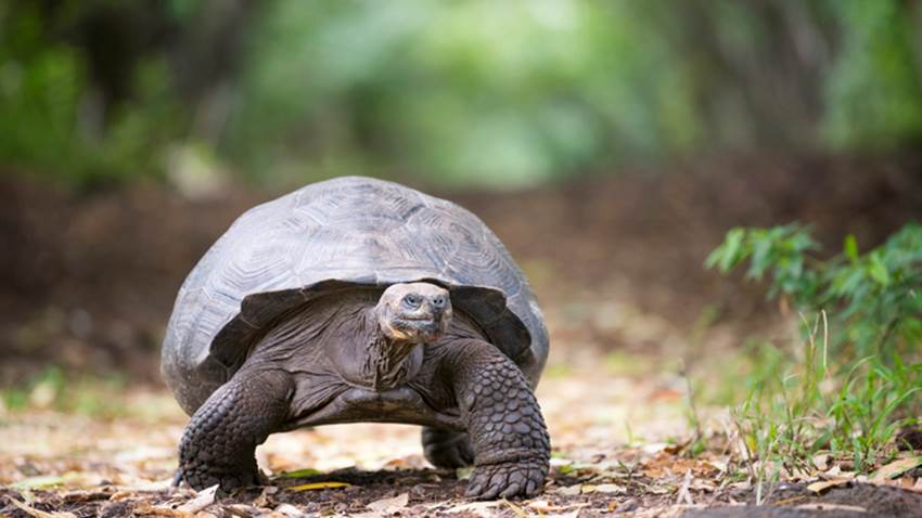 Una tortuga volvió a aparecer luego de 100 años: los científicos quieren salvar su especie