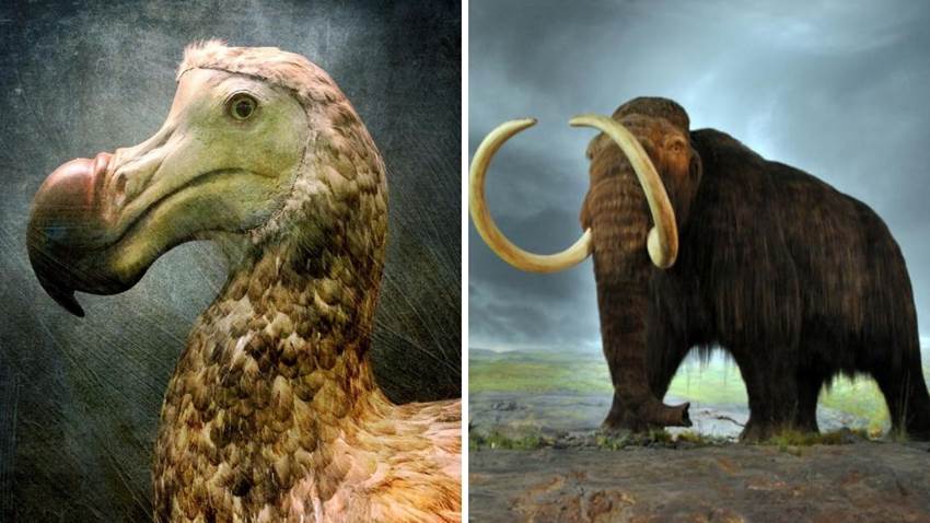 10 animales extintos que la ciencia podría revivir como en 'Jurassic Park'