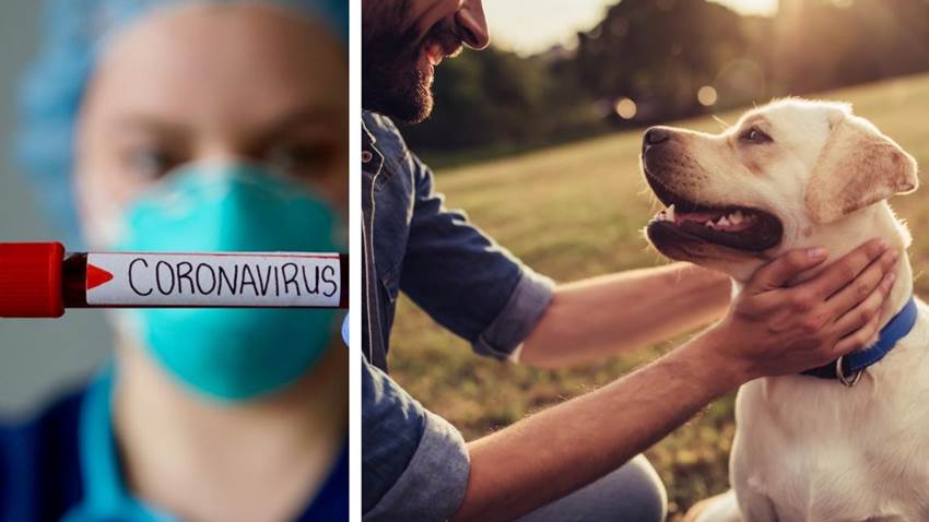 ¿Los perros pueden detectar el coronavirus? Nuevo estudio explica la posibilidad