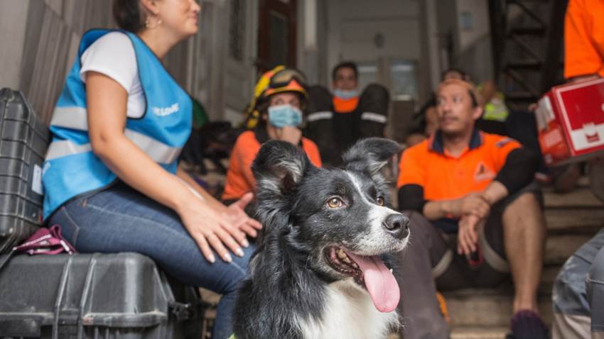 Conoce a Flash: el perrito colega de Frida que está dando esperanza a Beirut