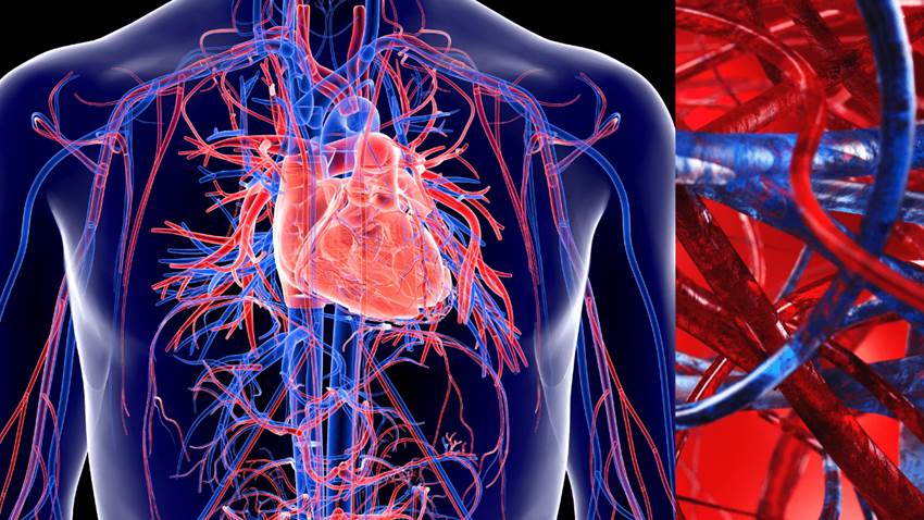 La perfección del sistema cardiovascular: así funciona el corazón en todo el cuerpo