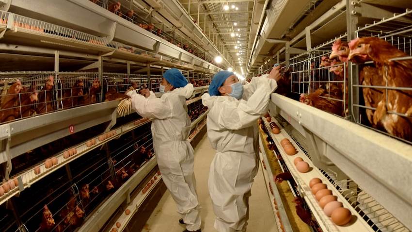 China veta la entrada de productos avícolas españoles por los brotes de gripe aviar