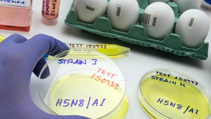 Se registra el primer contagio de gripe aviar en humanos, se trata del patógeno H5N8