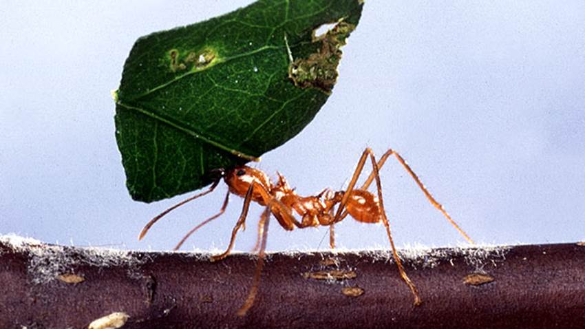La prehistoria tenía ‘hormigas del infierno’: un fósil en ámbar es la prueba