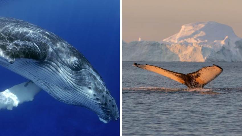 La curiosa razón por la que las ballenas están regresando a los polos: tenemos esperanza