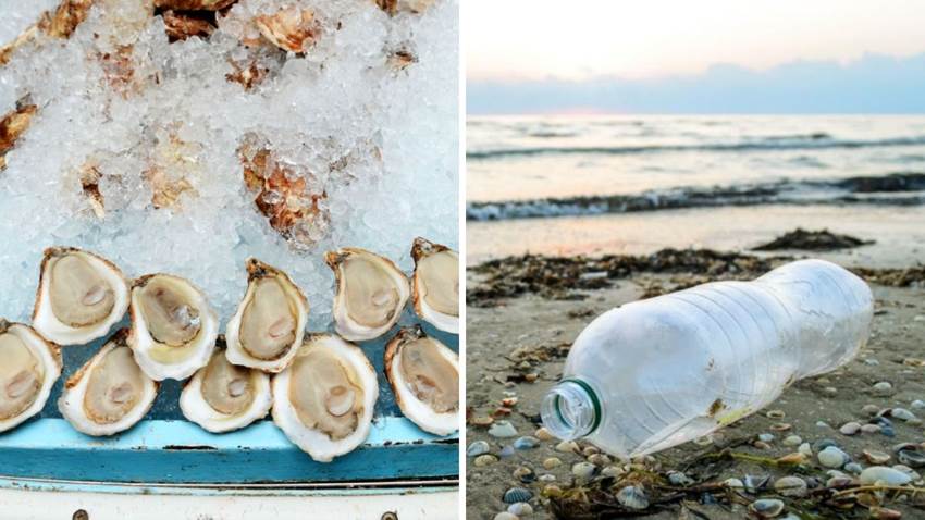 Las ostras podrían salvar los mares de la contaminación: ¿son nuestra última esperanza?