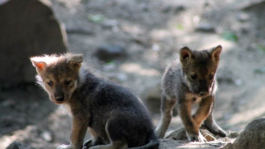Un cachorrito de lobo mexicano está aprendiendo a aullar: mira el tierno video