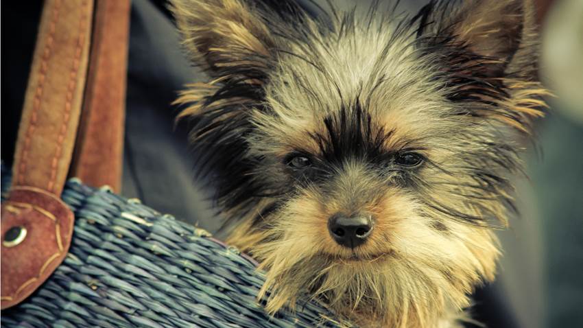 Los perros también pasan por la adolescencia (y no es una experiencia agradable)