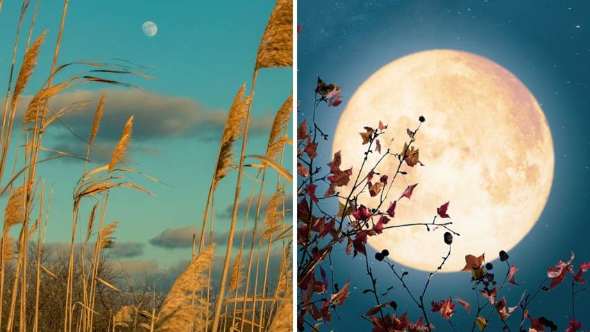 La luna de cosecha será la más hermosa del otoño: cuándo y cómo verla