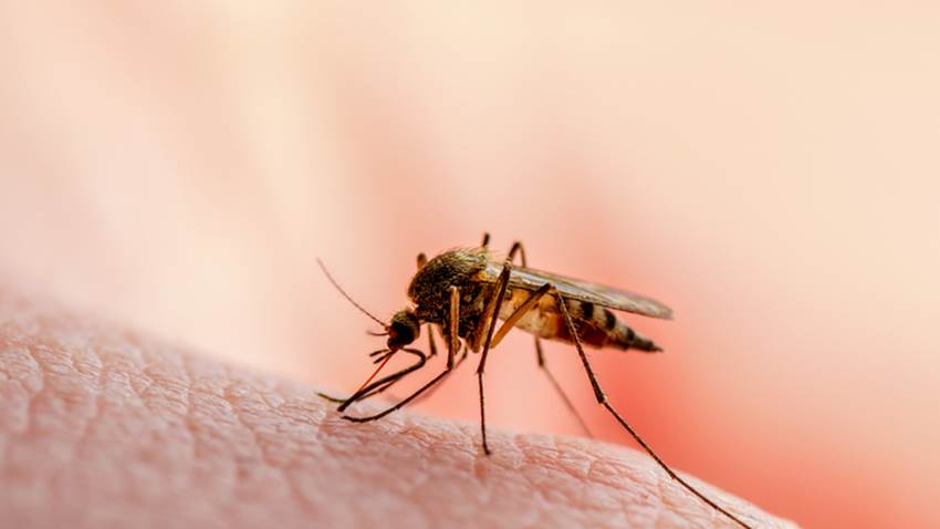 Adaptabilidad del parásito de la malaria crea conmoción en comunidad científica
