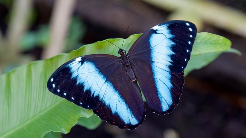 Científicos descubrieron por qué hay tarántulas con colores de mariposa (no es por su veneno)