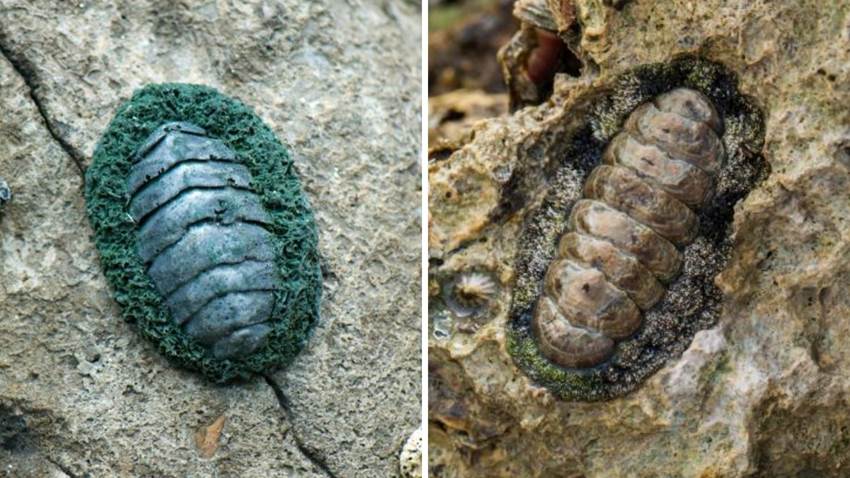 Científicos descubrieron un extraño molusco con dientes de metal: puede romper hasta piedras