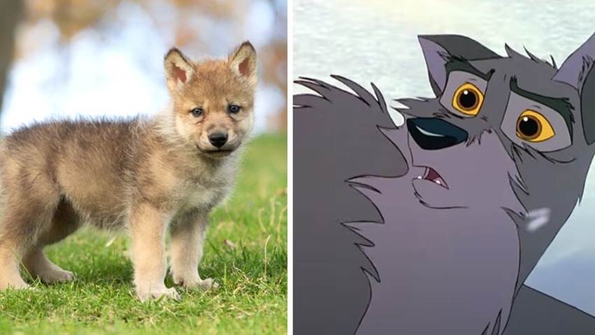 Encontraron un cachorro de lobo momificado: tiene más de 50 mil años, pero parece dormido