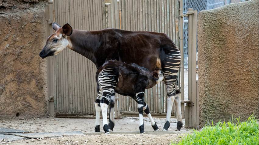 Un extraño animal en peligro de extinción nació en Londres: es encantador