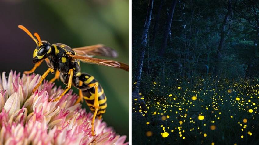 Las avispas brillan en la oscuridad: su nido es fosfo fosfo, mira las fotos