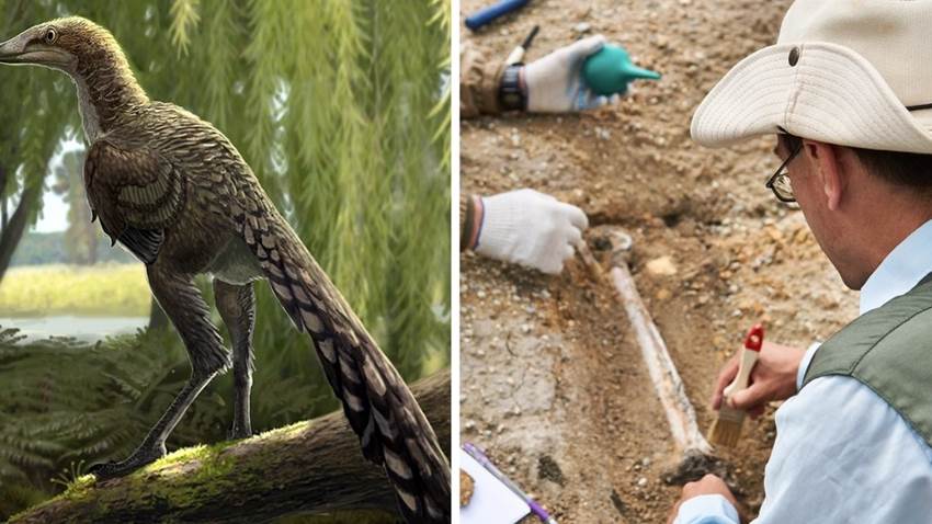 Descubrieron un nuevo dinosaurio:¿es el eslabón perdido entre las aves y los reptiles?